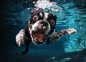 Underwater-Dogs-Book-Page