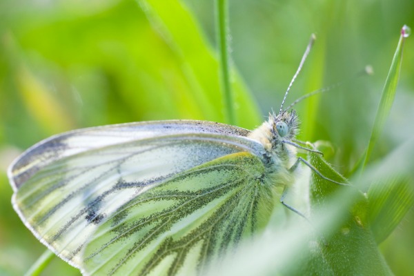 butterfly Macro Photography Tips
