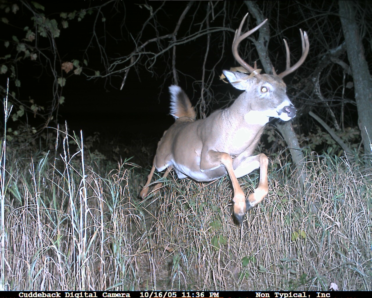 cuddeback white flash trail camera