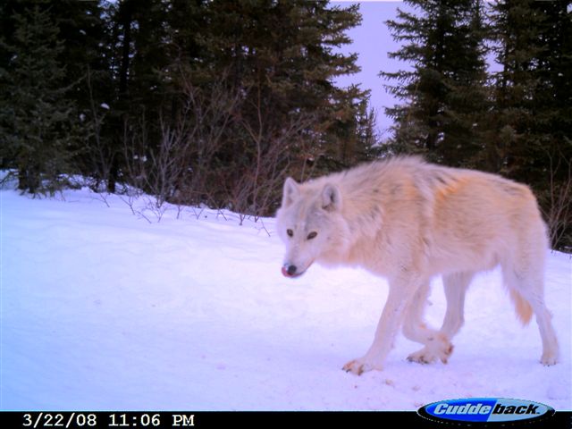 cuddeback g