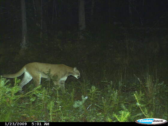 Trail Cameras Cuddeback Buying Guide