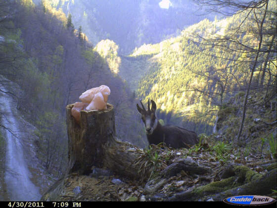 Trail Cameras Cuddeback Buying Guide