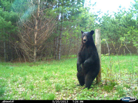 Trail Cameras Cuddeback Buying Guide