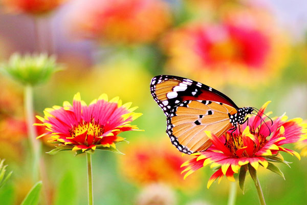 Nature Photography Tips Long focal length butterfly