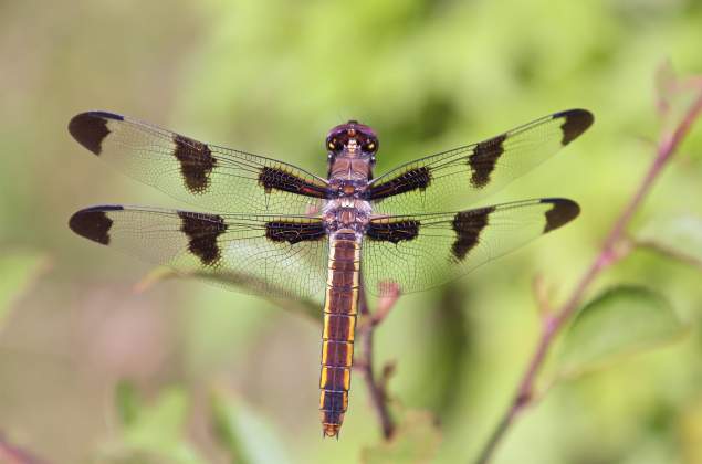Tamron 16-300mm f3.5-6.3 Sample Image 1